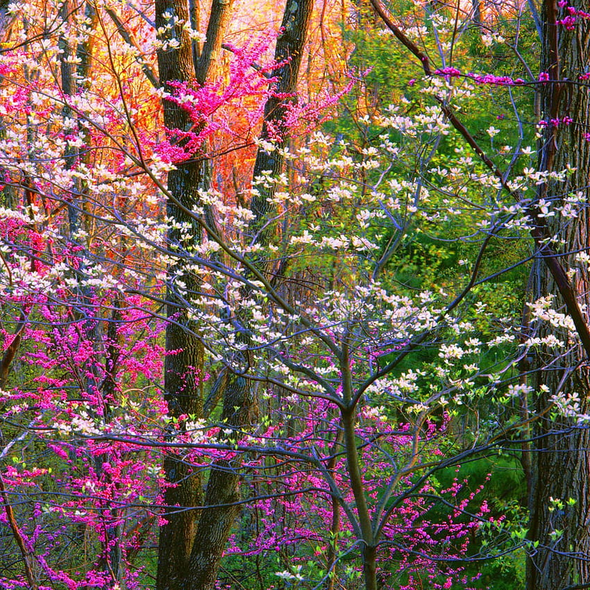 Spring Forest, spring flowers in forest HD phone wallpaper | Pxfuel
