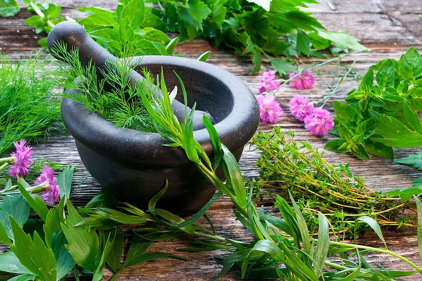 Signature Type » Herbal & Medicinal Plants, natural herbs and shrubs HD wallpaper