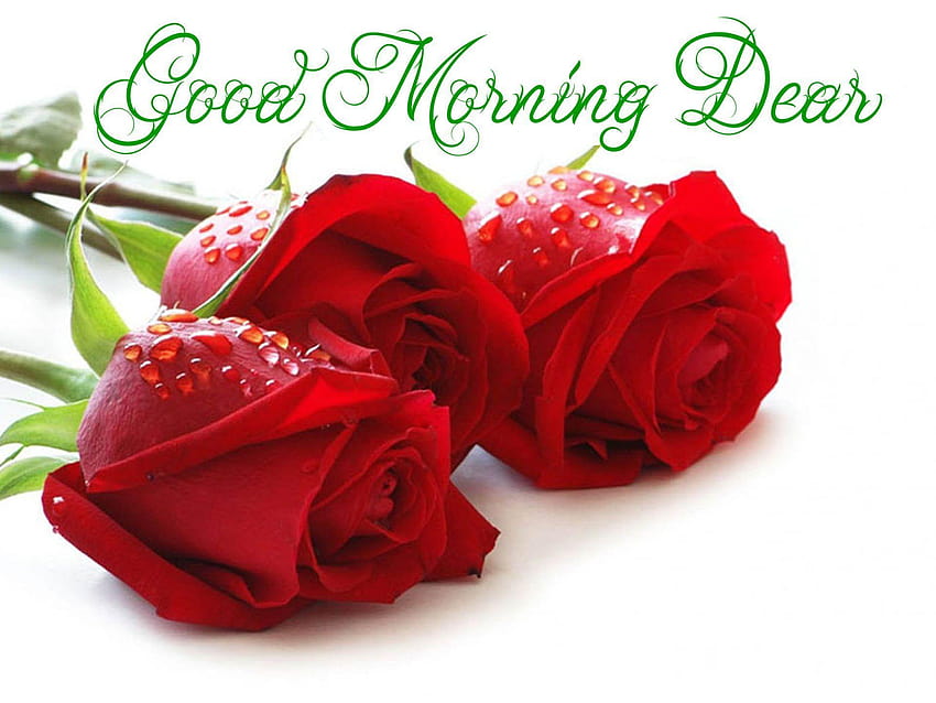 Rose Good Morning Group, good morning rose HD wallpaper