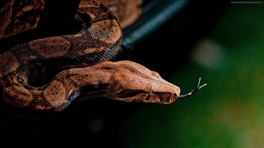 snake animals, boa constrictor HD wallpaper