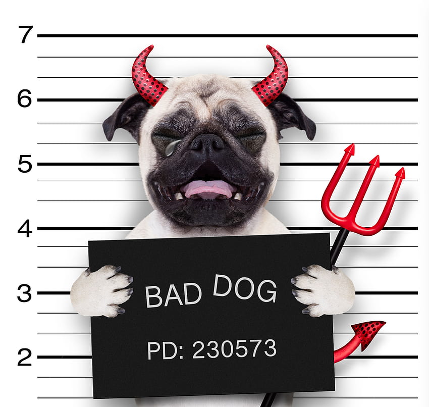 Bulldog Dogs demon Horns Tears Funny 5400x5120 HD wallpaper | Pxfuel