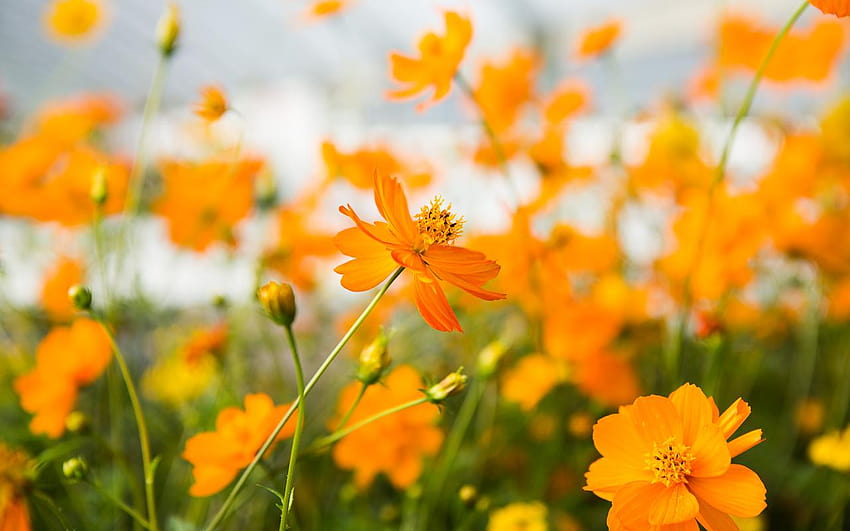정원 가꾸기를 위한 4가지 코스모스, 더블 연어 접시꽃 HD 월페이퍼