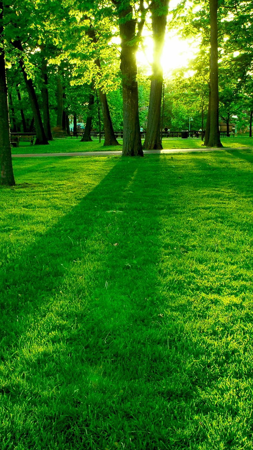 녹색 공원 잔디 잔디 나무 태양 HD 전화 배경 화면
