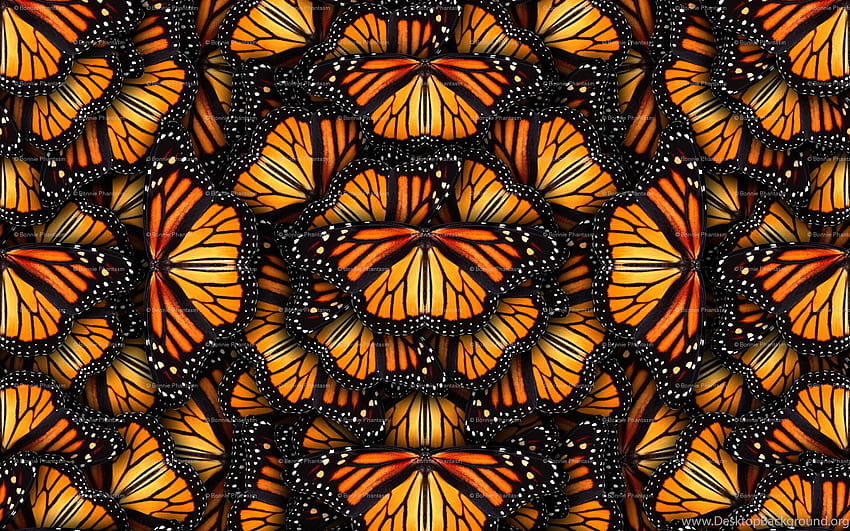 Tecido de borboleta monarca e fundos de papel de embrulho para presente papel de parede HD