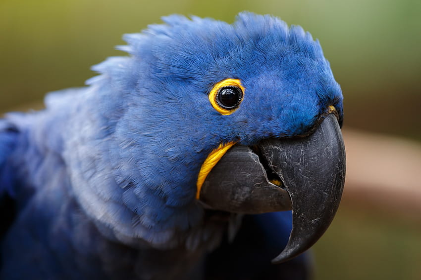 hyacinth macaw , backgrounds, blue macaw HD wallpaper