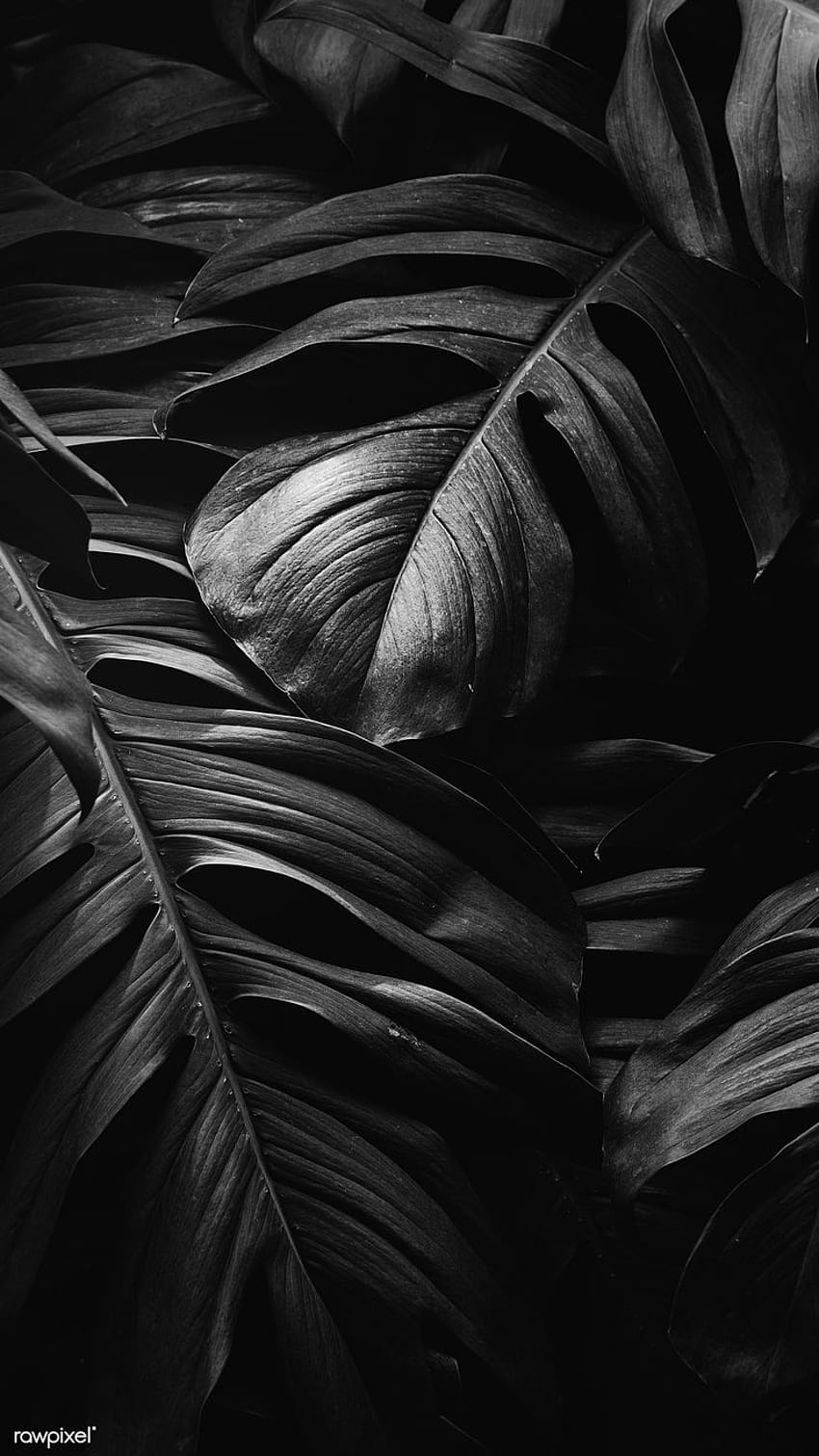 Monstera 잎 모바일 화면, 아이폰 및 휴대 전화, 미적 어두운 잎 HD 전화 배경 화면