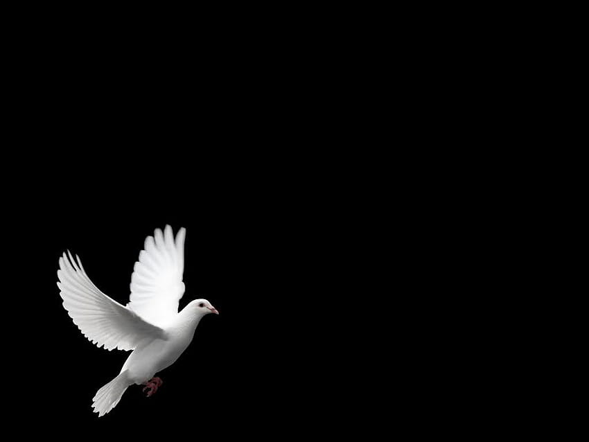 dove white dove, white doves HD wallpaper