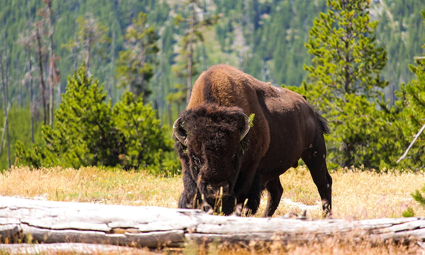 Bear vs. Bison: Watch the Two Fight in Yellowstone National Park HD wallpaper