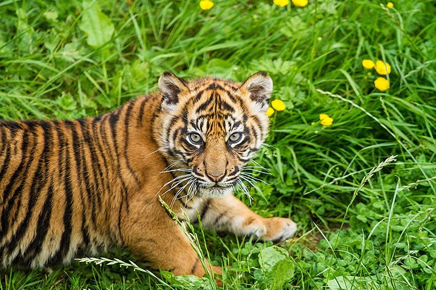 Tigre de Sumatra Tigres Cubs Herbe Animaux Regard fixe Fond d'écran HD