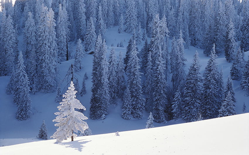 Windows 2000, Schnee auf Bäumen HD-Hintergrundbild
