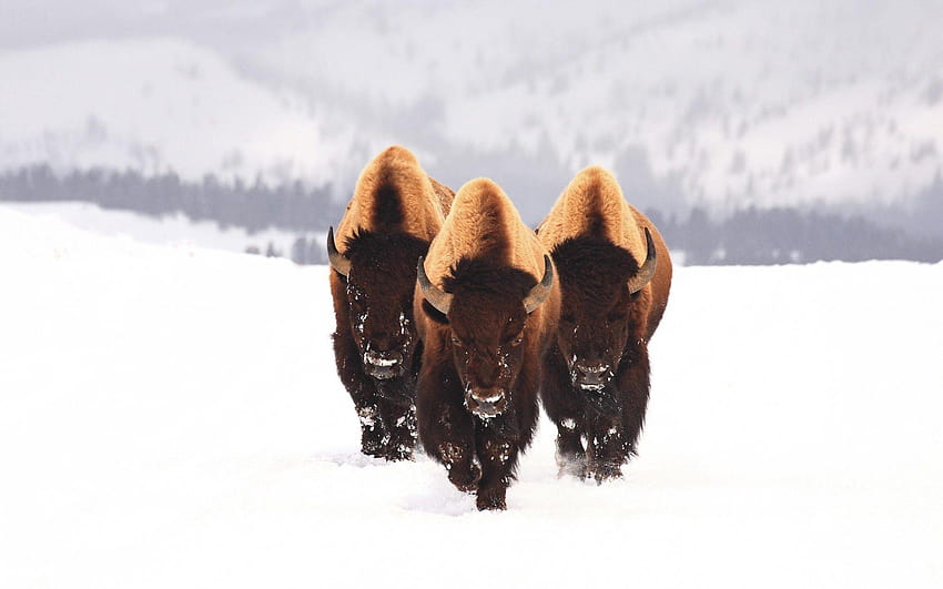 For > American Bison HD wallpaper