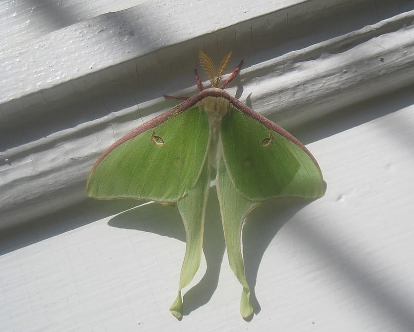 Maynard Life Outdoors and Hidden History of Maynard: Luna Moth: , Symbolism and a Poem HD wallpaper