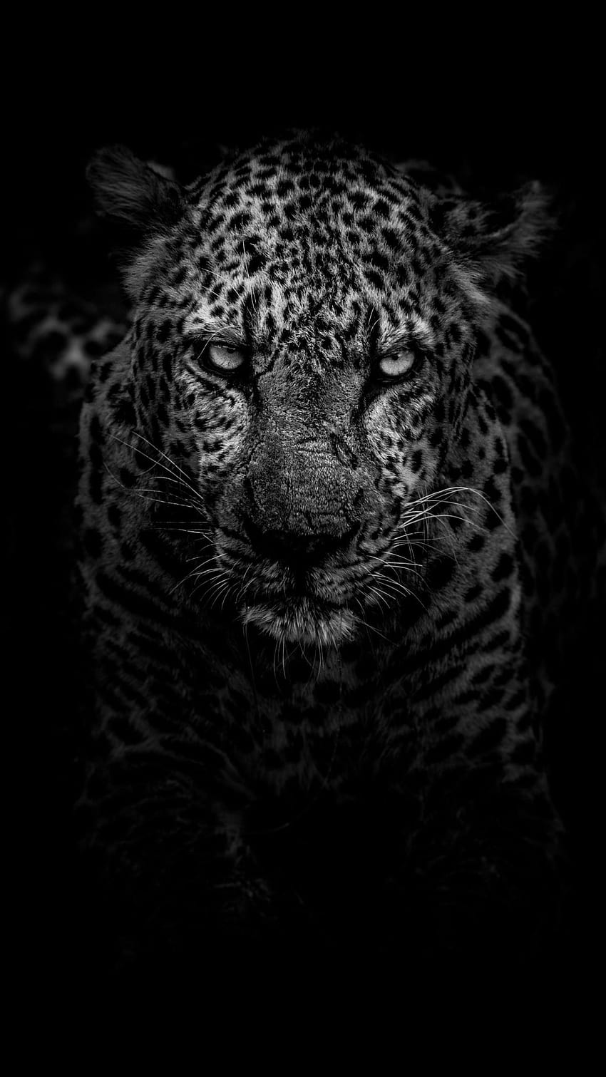 Leopard Dark Monochrome , Animals and in 2020, black animal HD phone wallpaper