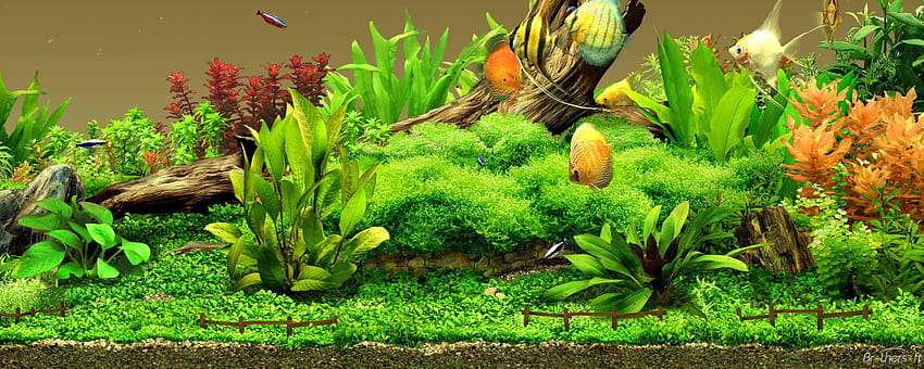 Best 3 Freshwater Aquarium Backgrounds on Hip, fresh waters HD wallpaper
