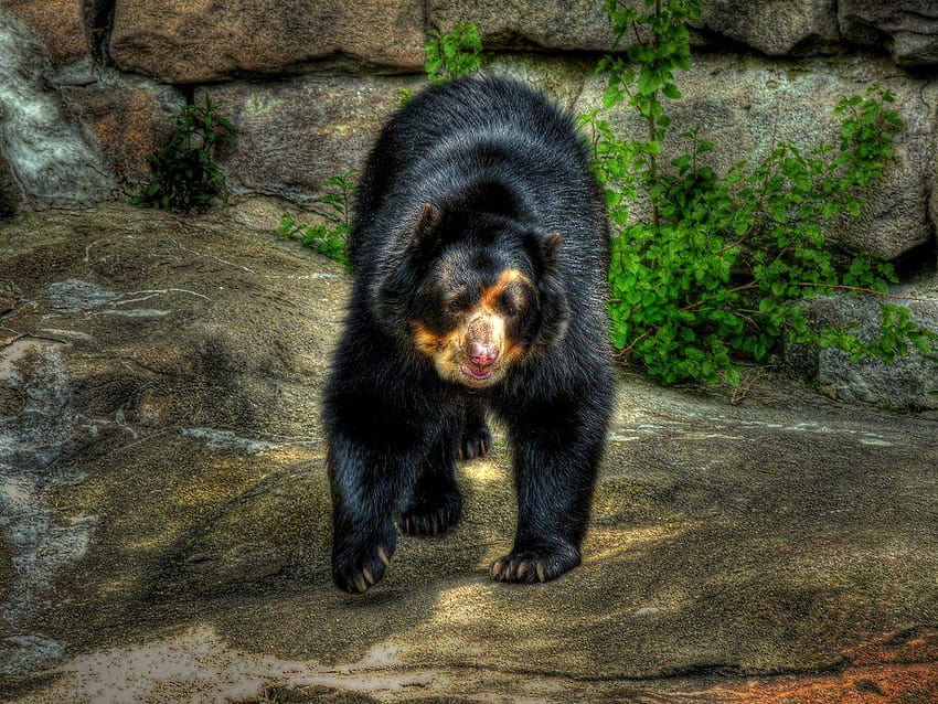 Spectacled Bear by fuzzypumpkins HD wallpaper