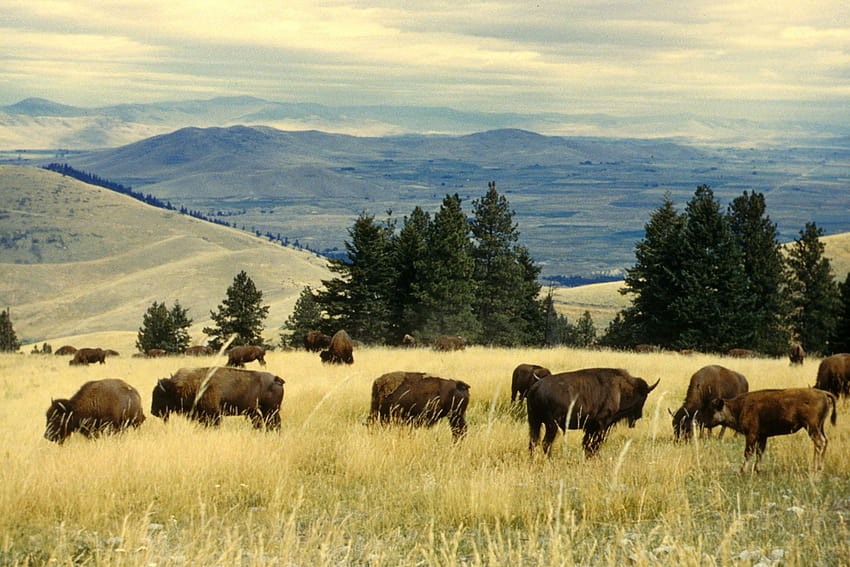 Bison herd grazing at the national bison range royalty stock HD wallpaper