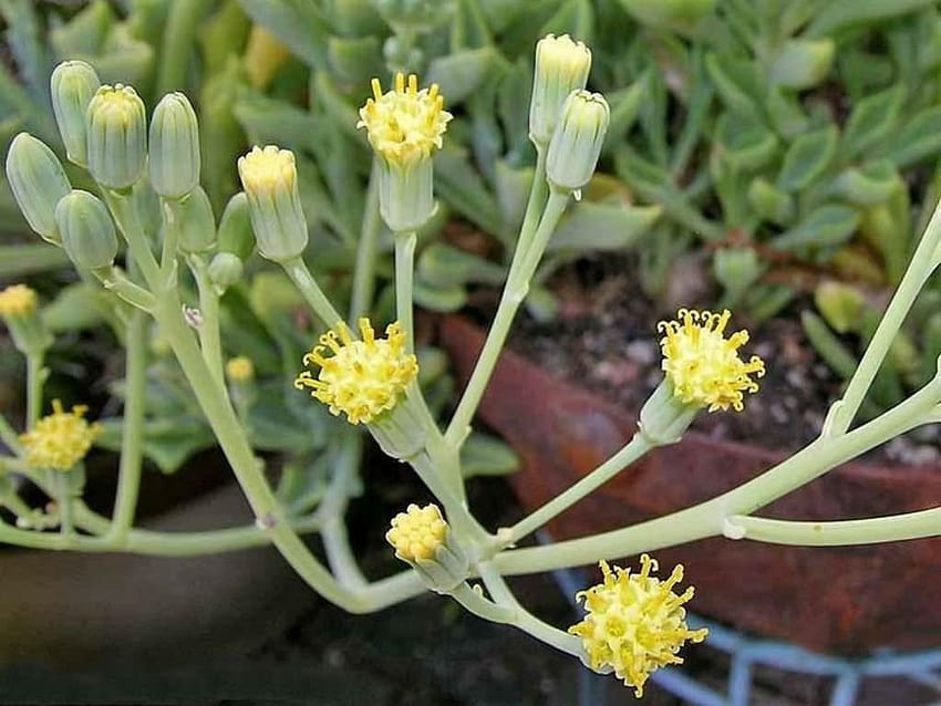 Senecio kleiniiformis HD wallpaper | Pxfuel