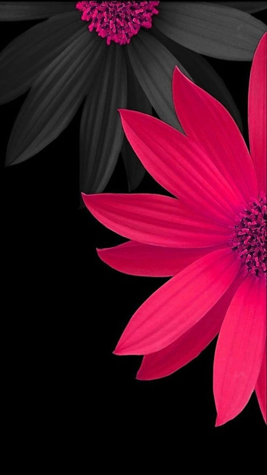 4 Pink And Black Flower, aesthetic black flower HD phone wallpaper