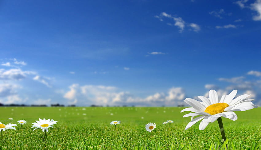 꽃, 들판, 잔디, 자연, 봄, 여름, 들판 하늘 잔디 HD 월페이퍼