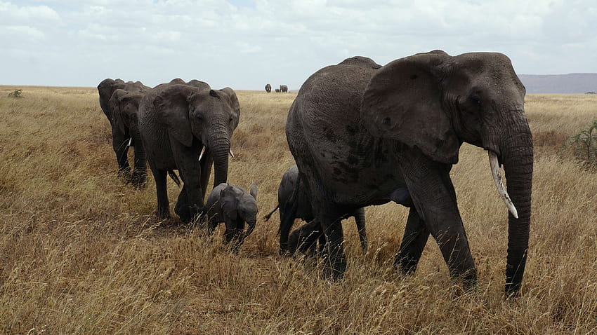 3017220 africa, african bush elephant, animals, elephant, group of elephants HD wallpaper