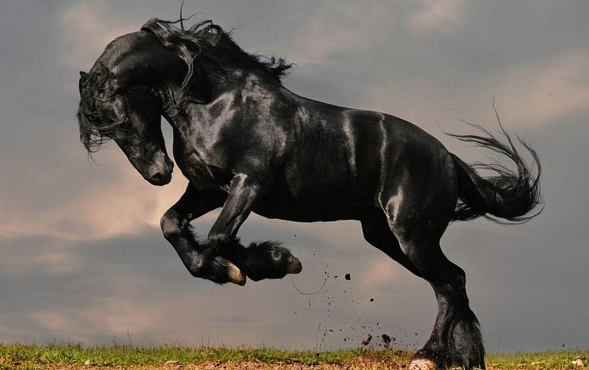 Gorgeous Black Horse, black horse jumping HD wallpaper