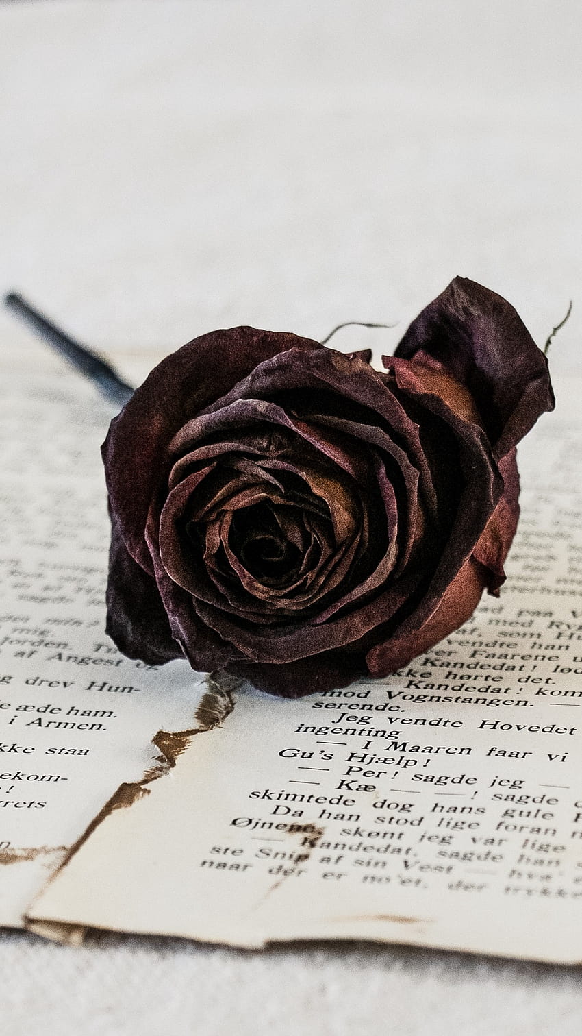Rose, Dry, Flower, Page, dried flowers HD phone wallpaper