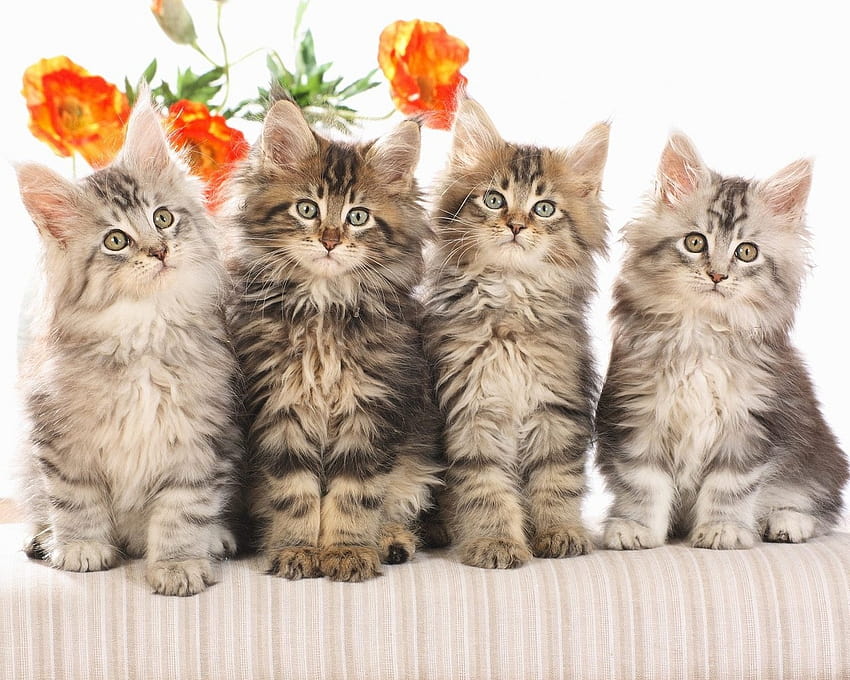 Cat Pics Backgrounds [1280x1024] for your , Mobile & Tablet, siberian cat HD wallpaper