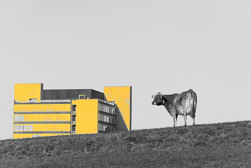: animals, building, sky, selective coloring, yellow, cow, angle, 2048x1365 px, black and white 2048x1365 HD wallpaper