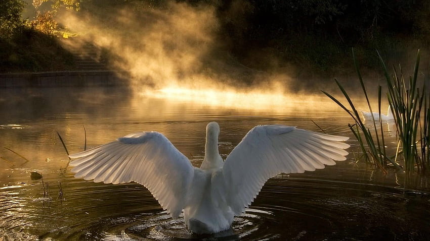 Swan on the lake, swan river HD wallpaper