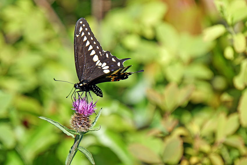 Farfalla a coda di rondine in bianco e nero appollaiata su fiore rosa, farfalla a coda di rondine pipevine Sfondo HD