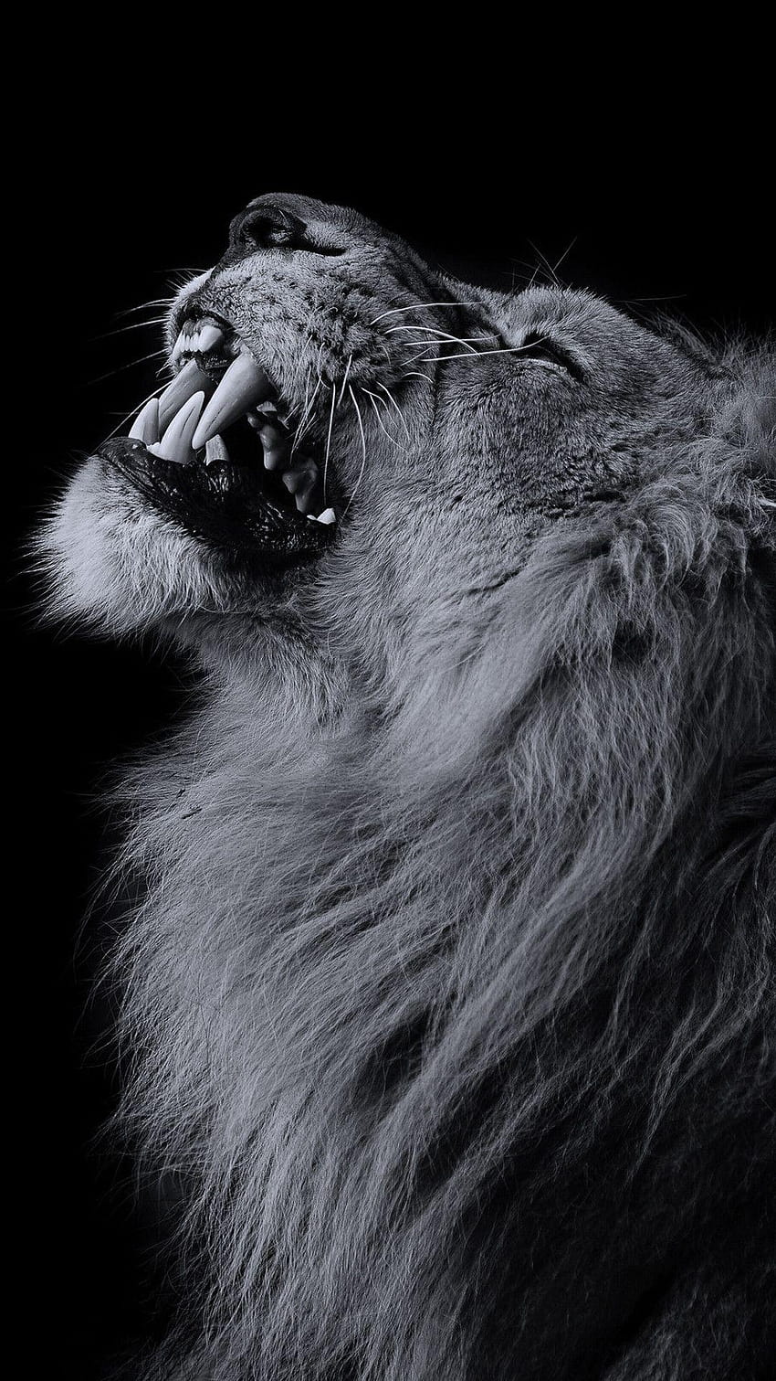 Lion iPhone, angry lion HD phone wallpaper