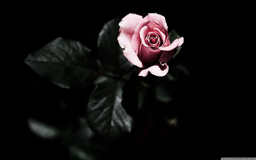 ArtStation - 🌹 Rosa Branca 🌹