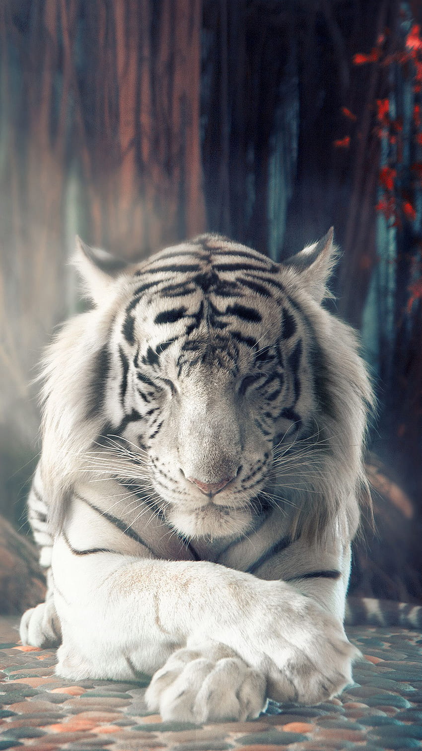 White tiger , Backgrounds, white phone HD phone wallpaper