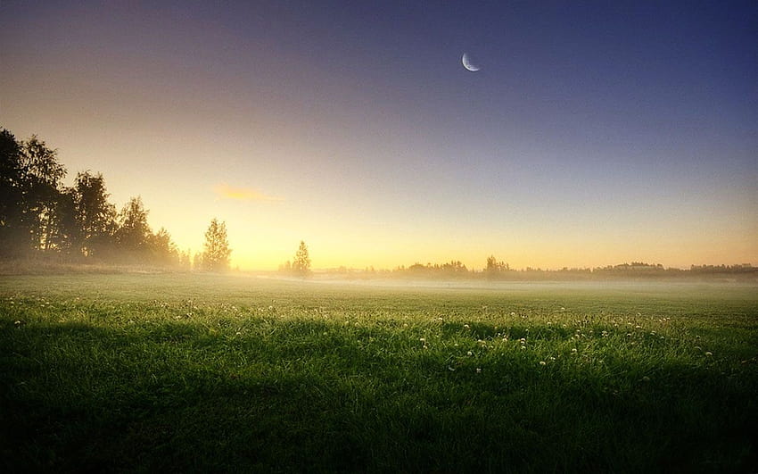 Ливадни дървета Сутрин, мъглива, природа, естетичен пейзаж HD тапет