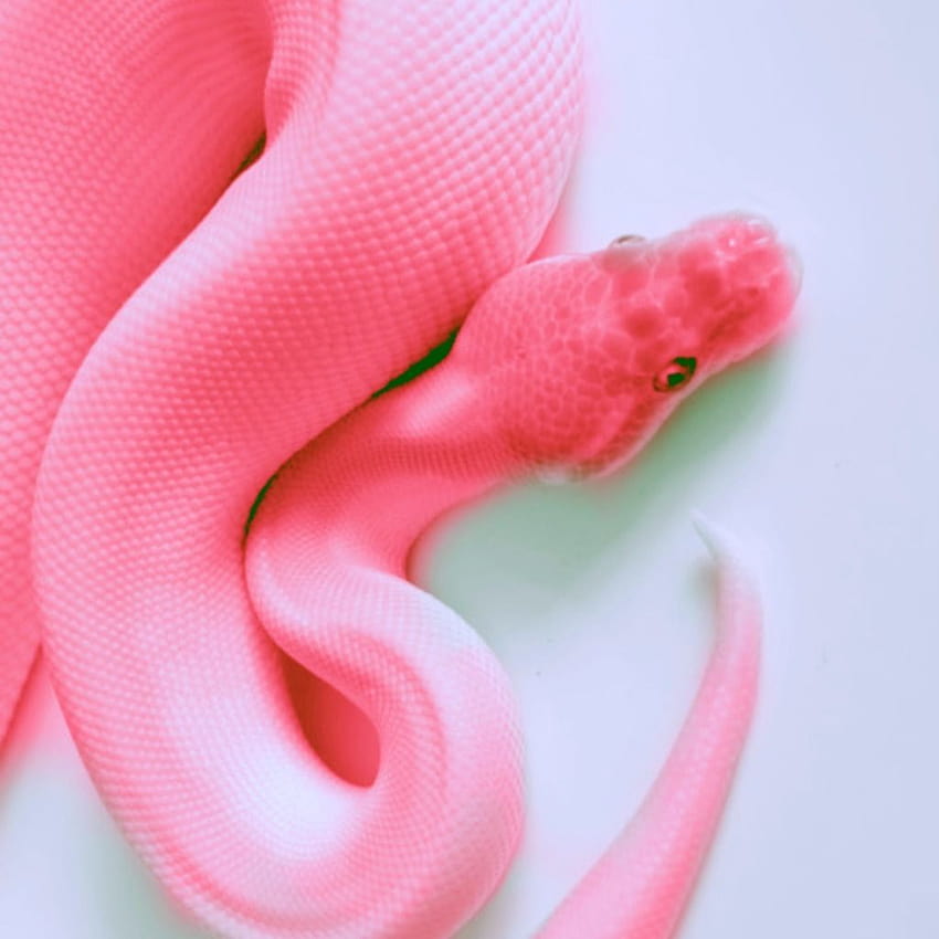 Pink Snake HD phone wallpaper | Pxfuel