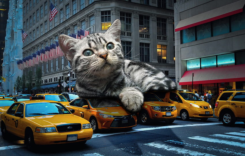 Straße, Auto, Katze, Katze, Gesicht, Maschine, Stadt, Pose, Kätzchen, grau, Hintergrund, Menschen, Collage, Straße, Fenster, Gebäude, Abschnitt Katzen HD-Hintergrundbild