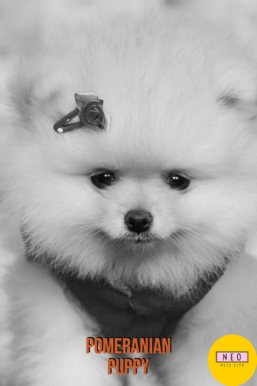 Bạn đang tìm kiếm hình nền Pomeranian hoàn hảo? Hãy xem hình nền đầy năng lượng liên quan để cập nhật về một trong những giống chó được yêu thích nhất với bộ lông đặc biệt của họ.