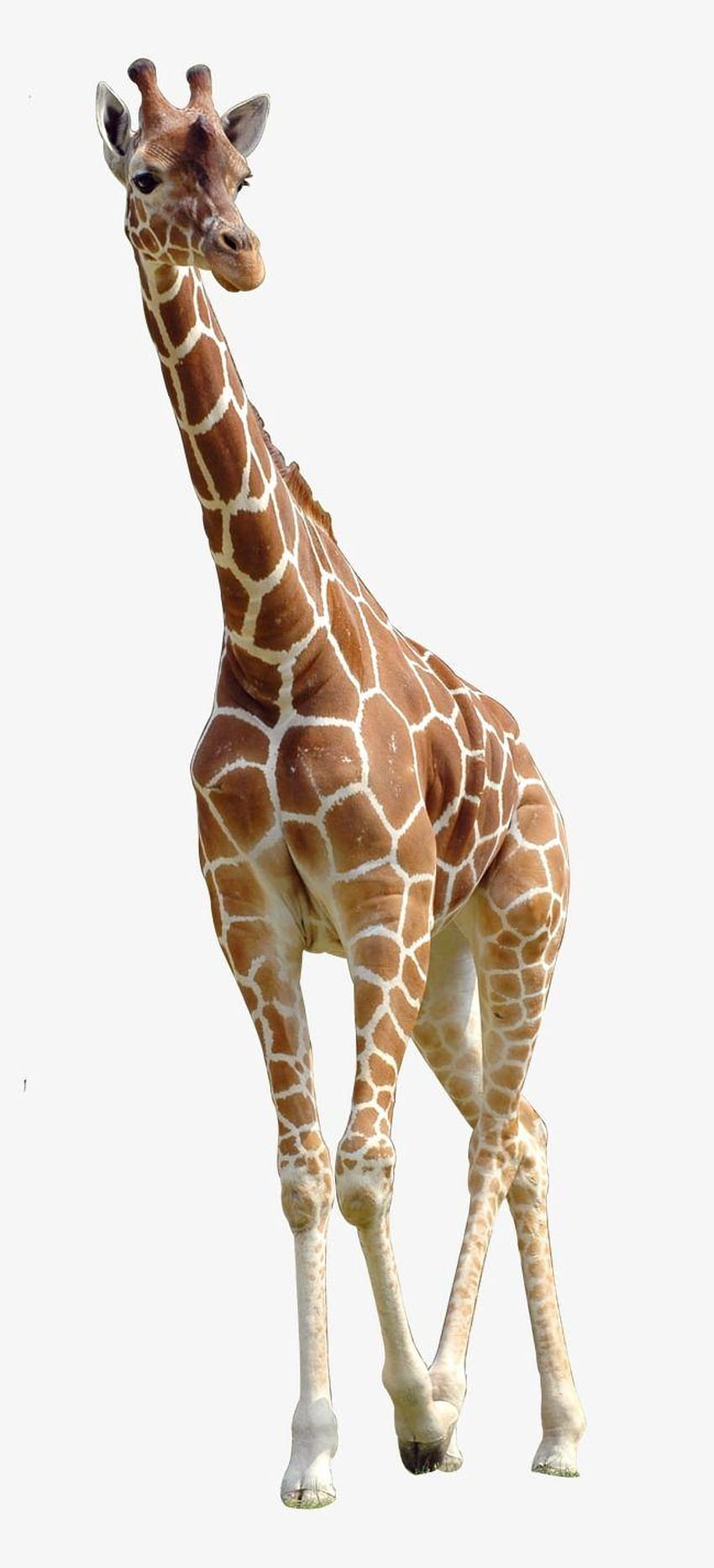 Giraffe, Giraffe Clipart, , Animal PNG Transparent and, gerald the giraffe HD phone wallpaper