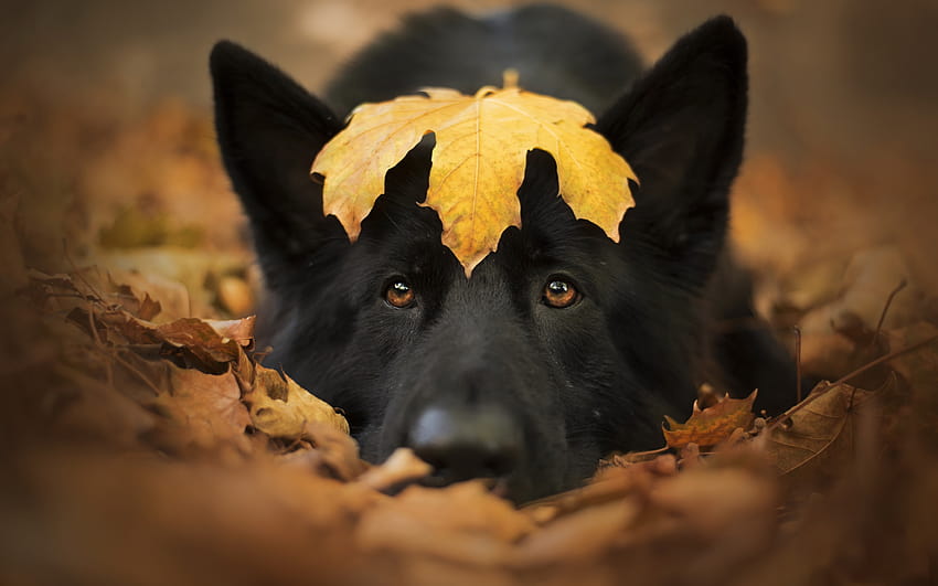black german shepherd, autumn, yellow leaf, big black dog, autumn leaves, cute animals, dogs with resolution 2880x1800. High Quality, cute dogs autumn HD wallpaper