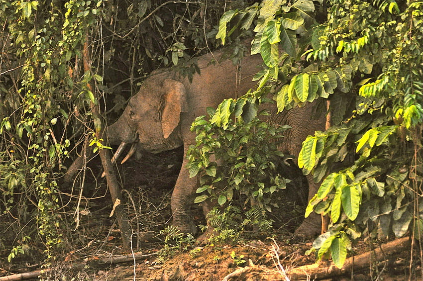 Borneo Elephant Mobile Sri Lankan African Bush HD wallpaper