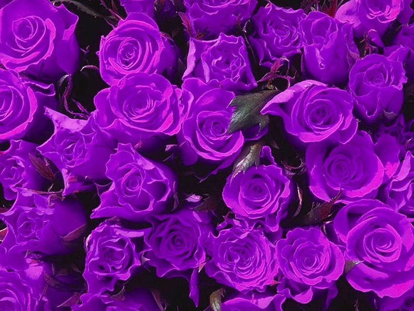 Purple Flowers, Clip Art, Clip Art on, purple rose HD wallpaper | Pxfuel