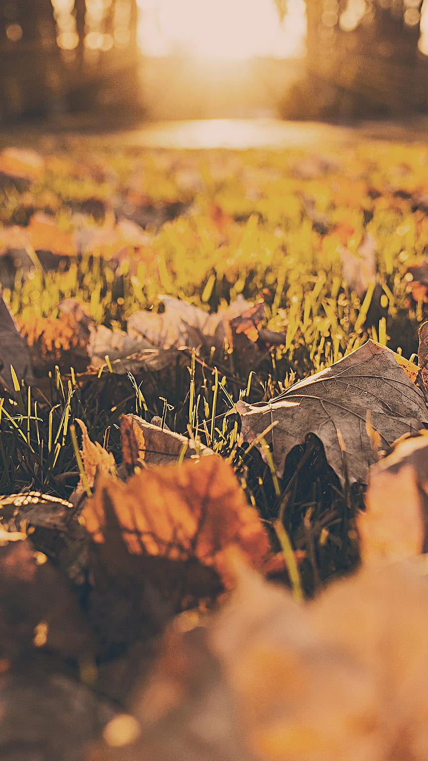 Fall Aesthetic posted by Michelle Anderson, aesthetic vintage autumn HD phone wallpaper