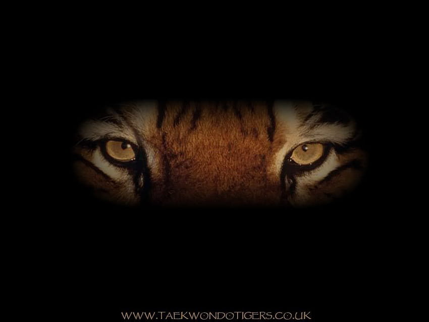 Eye Of The Tiger pubblicato da Sarah Peltier, occhio di tigre Sfondo HD
