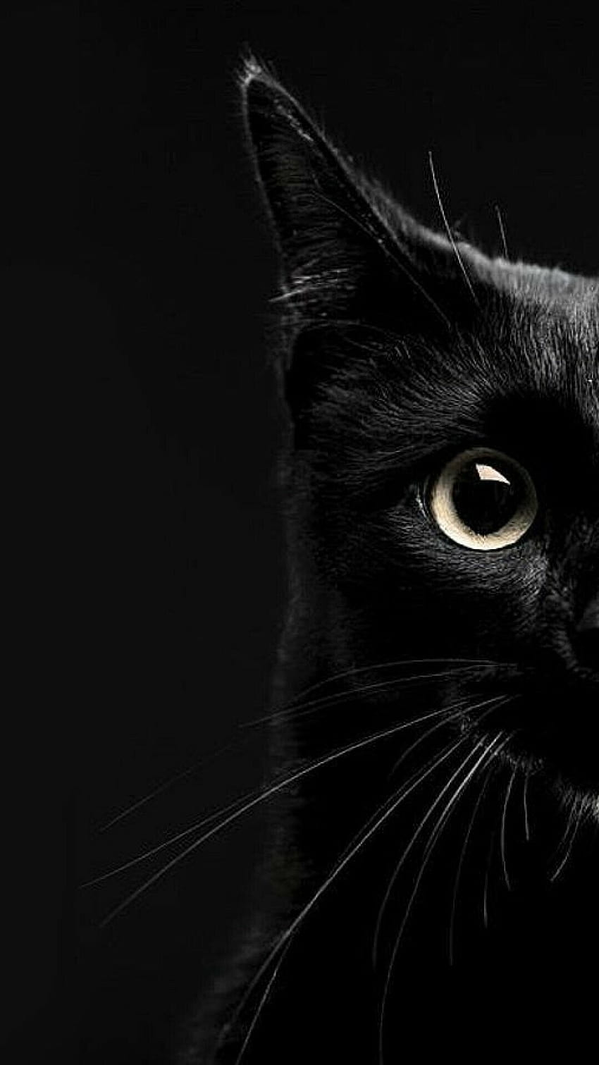 Estetica Black Cat, gatto scuro Sfondo del telefono HD