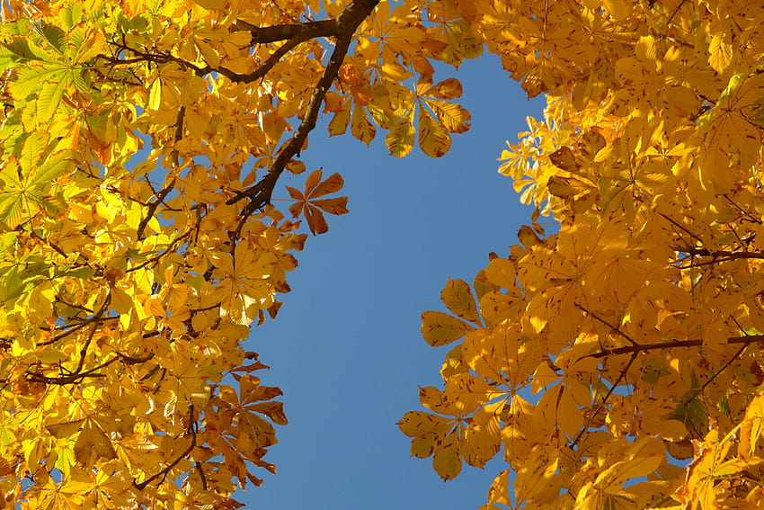 3027631 jesień, kasztan, liście kasztanowca, kasztanowiec, złote opadające liście Tapeta HD