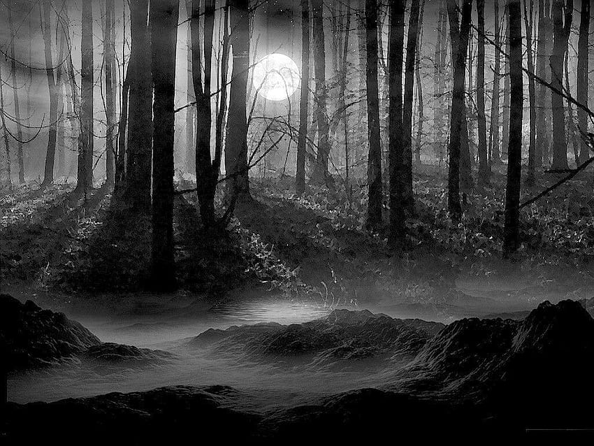 Galeria da floresta assustadora, floresta assustadora papel de parede HD