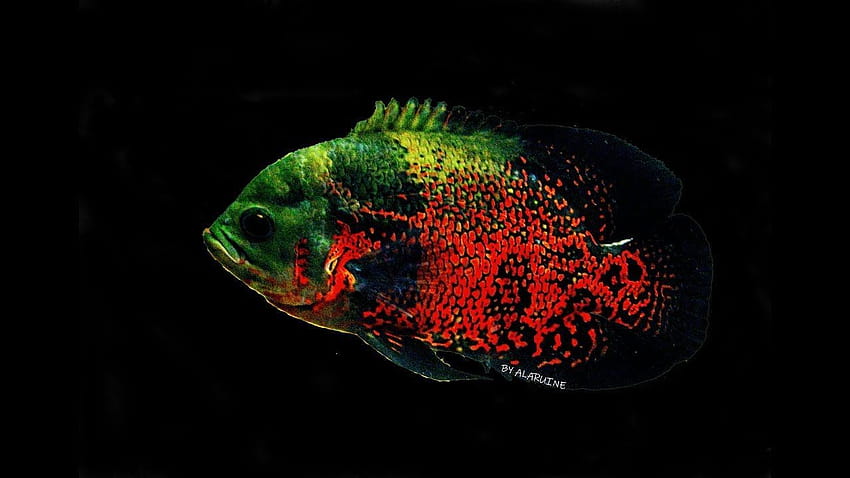 Oscar fish male & female FISHTANKAQUARIUMS oscar fish is male or HD wallpaper