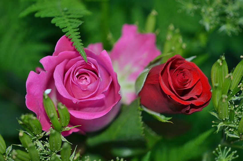 Rose, roja flower HD wallpaper Pxfuel