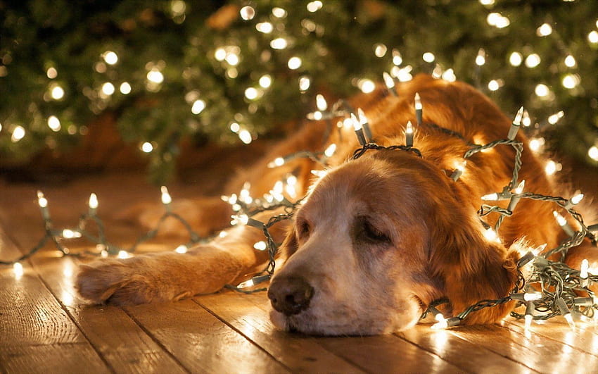 Christmas Dog ·①, dogs in lights HD wallpaper
