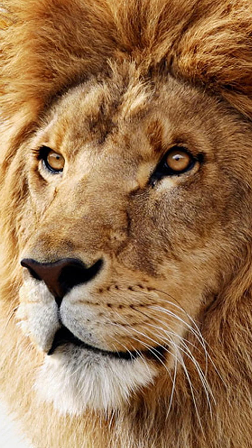 Lion iPhone, lion face iphone HD phone wallpaper | Pxfuel